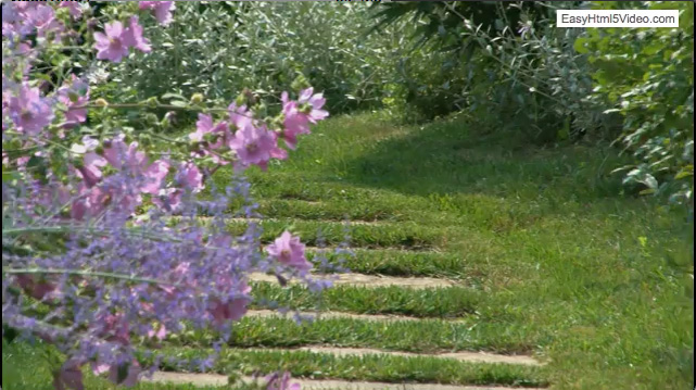 video_forest
